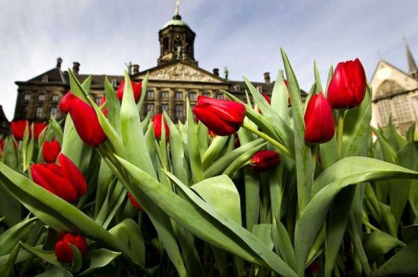 Nationale Tulpendag Amsterdam 2023